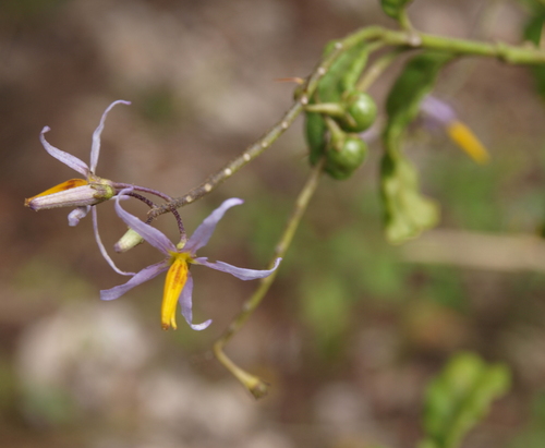 Bahama Nightshade