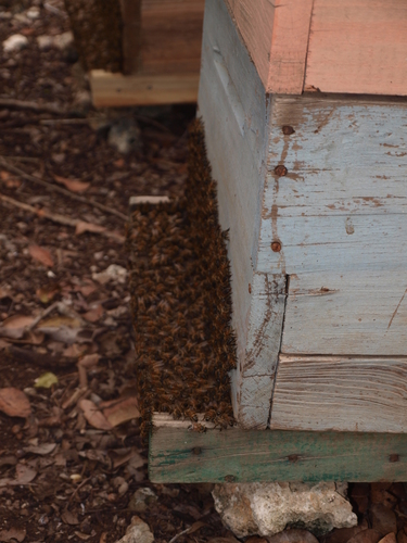 Western Honey Bee
