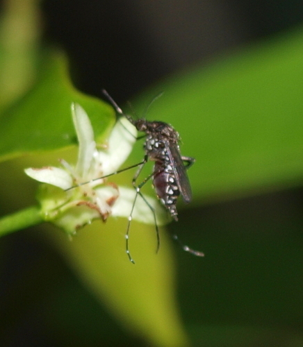 Black Saltmarsh Mosquito