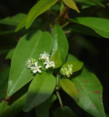 Croton glabellus