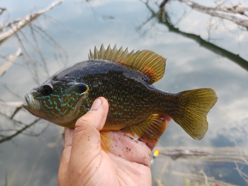 Pumpkinseed × Green Sunfish