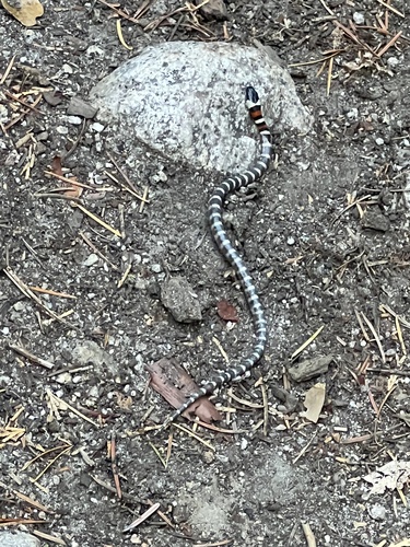 iNaturalist observation photo of California Mountain Kingsnake
