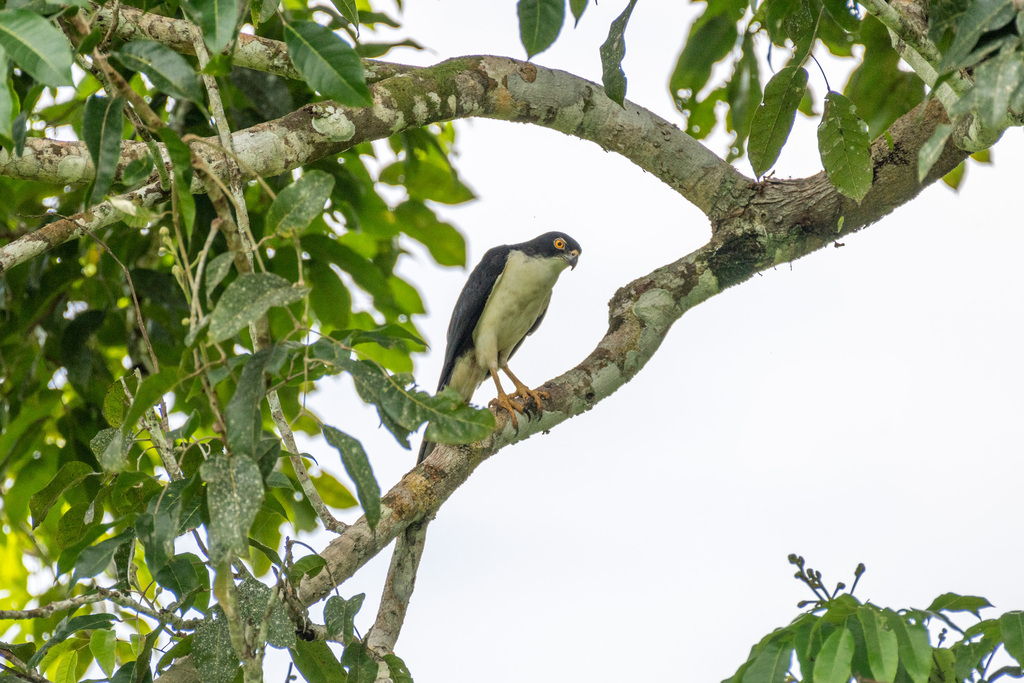 Pied Goshawk photo