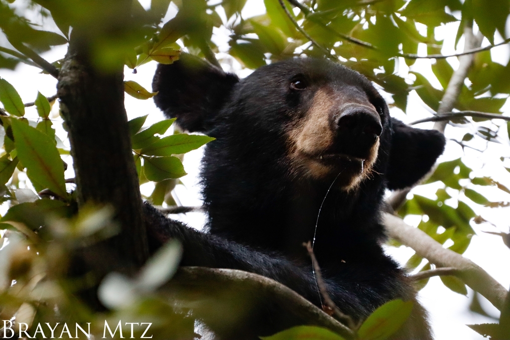 East Mexican Black Bear from 64924 N.L., México on September 15, 2023
