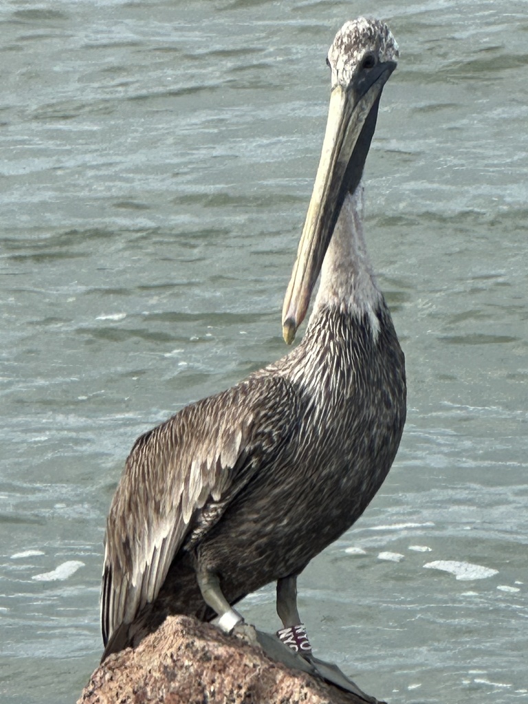 Brown Pelican from Aransas Pass, Port Aransas, TX, US on October 9