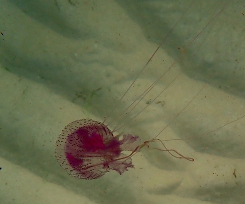 photo of Purple-striped Jellies (Pelagia)