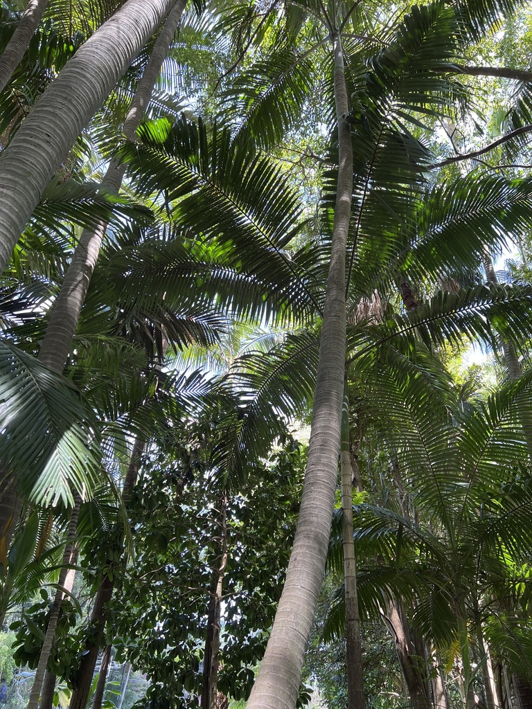 palms from Rainforest Walk, South Brisbane, QLD, AU on October 10, 2023 ...