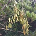 Neoalsomitra integrifolia - Photo (c) 王諭, all rights reserved, uploaded by 王諭