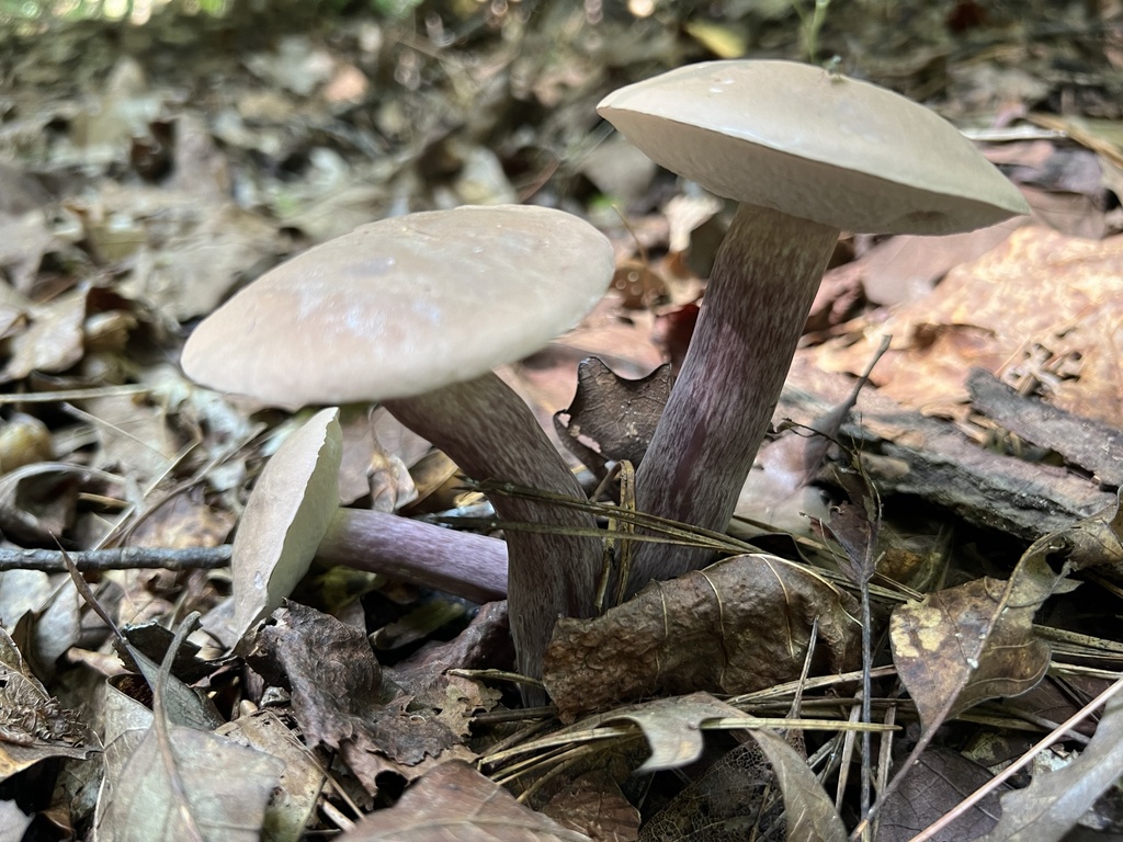 Violet Gray Bolete from Chattahoochee River National Recreation Area ...