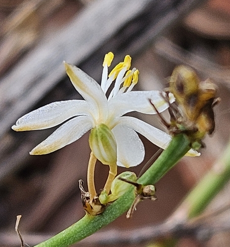 Kuokštinis chlorofitas nuotrauka