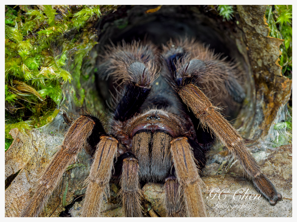 Malaysian Purple Femur Tarantula From Fraser S Hill Pahang Malaysia On October At