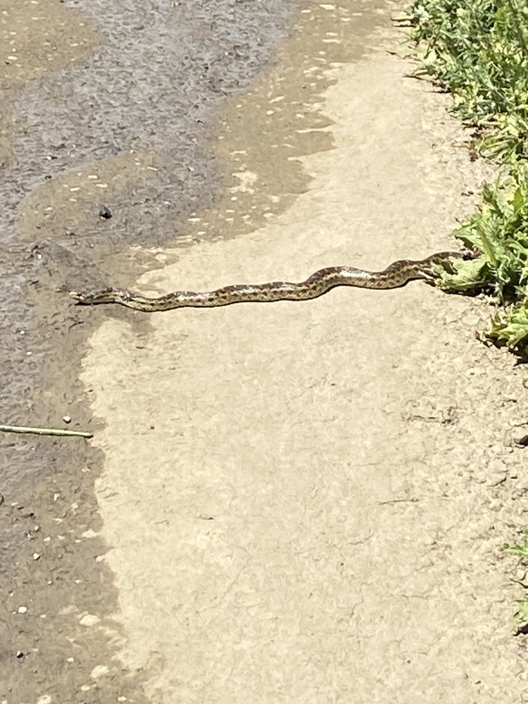 Pacific Gopher Snake from Mission Peak Regional Preserve, Fremont, CA ...