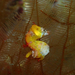 Observation photo