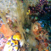 Observation photo
