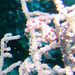 Observation photo