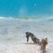 Observation photo