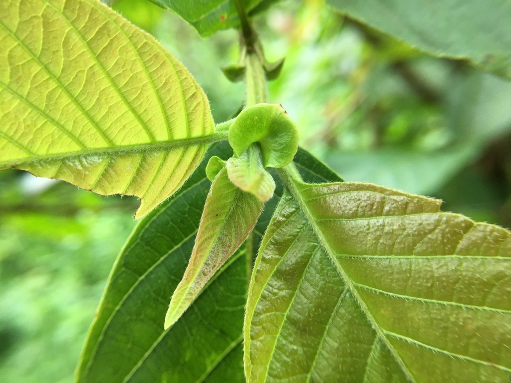 Wendlandia uvariifolia from 231台灣新北市新店區碧潭 on May 7, 2020 at 02:06 PM by ...