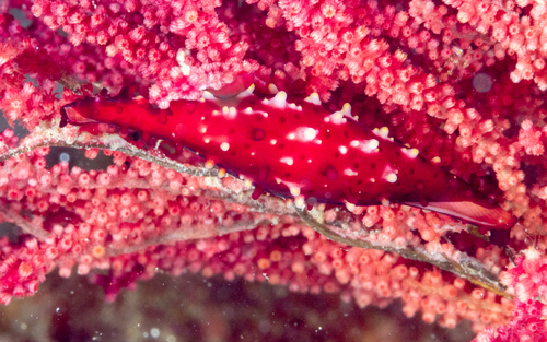 Phenacovolva rosea (A.Adams, 1855)