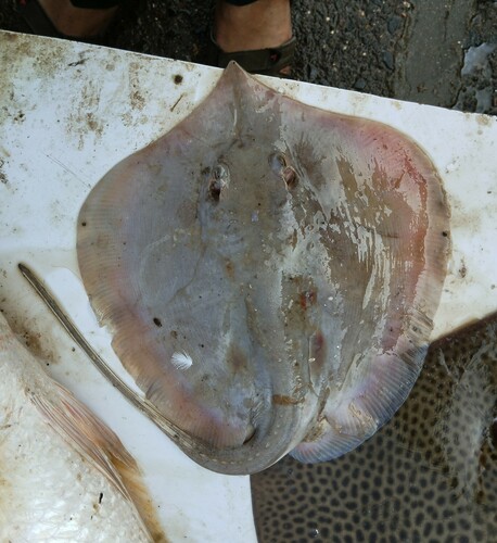 Arabian Whipray (Brevitrygon manjajiae) · iNaturalist