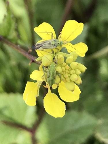 Potato Mirid