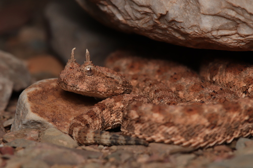 Desert Horned Viper