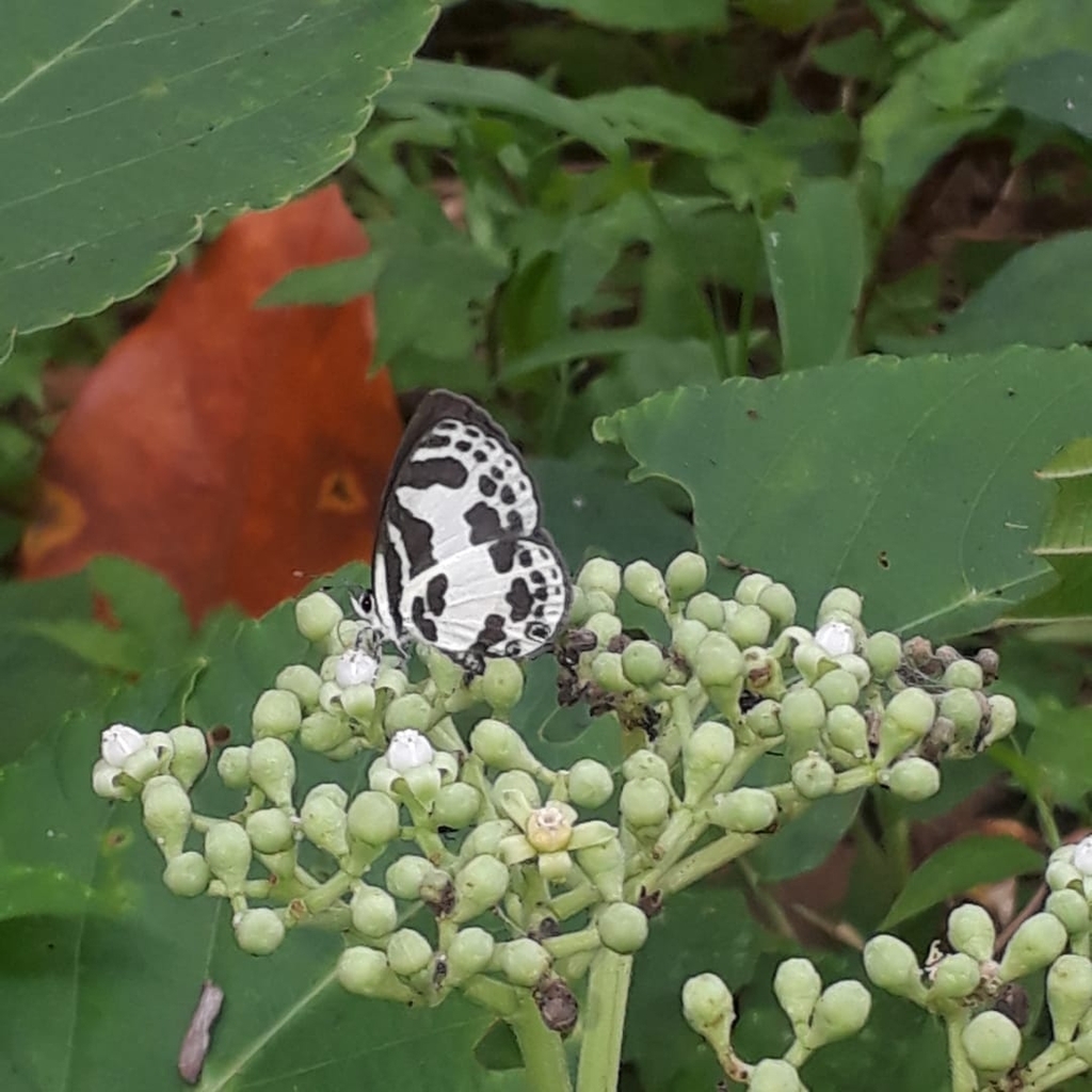 Banded Blue Pierrot from WXVJ+QRP, Kalpakanchery, Kerala 676551, India ...