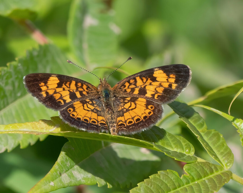 Pearl Crescent From Carden On L0k 1b0 Canada On July 22 2023 By Stewart Blackwell Open Patch