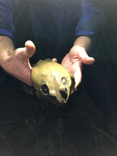 iNaturalist observation photo of American Bullfrog