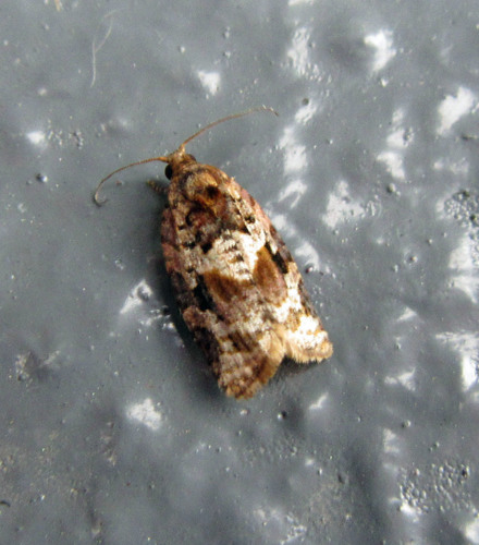 Red-banded Leafroller Moth