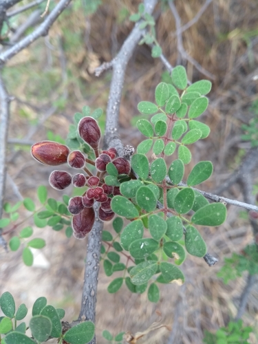 Erythrostemon palmeri