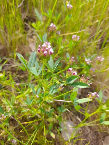 Trifolium triaristatum