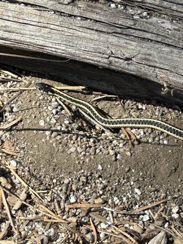 iNaturalist observation photo of Mountain Garter Snake