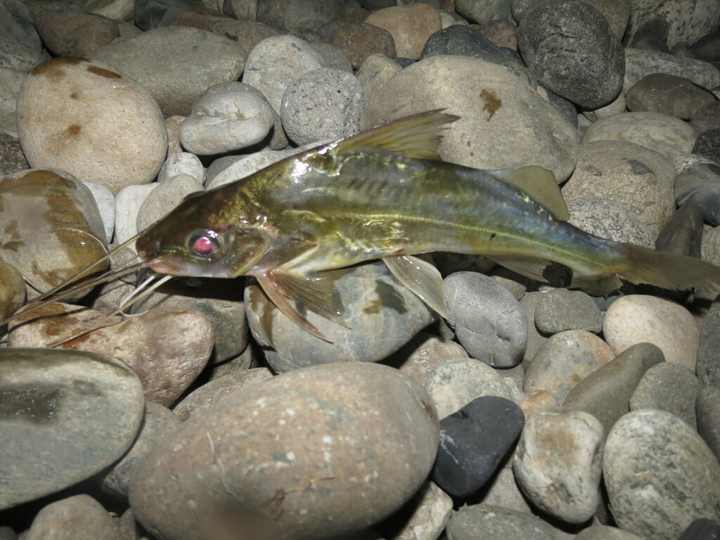 Pimelodella buckleyi from Lago Agrio, Ecuador on August 29, 2023 at 07