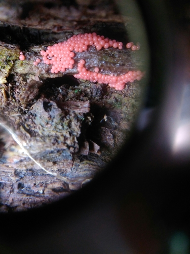 iNaturalist observation photo of Heterotrichia ferruginea