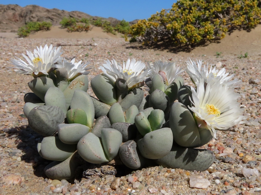 Juttadinteria deserticola