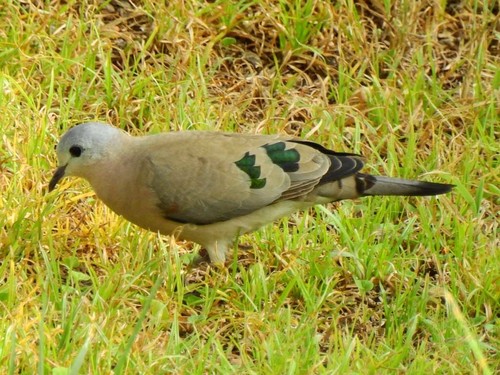 Emerald-spotted Wood-Dove