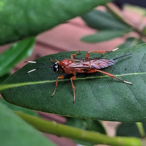 Tryonocryptus gigas