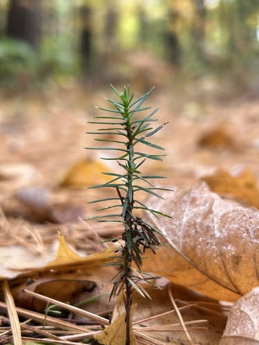 Dwarf Juniper seedling