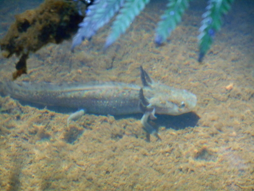 Yellow-peppered Salamander