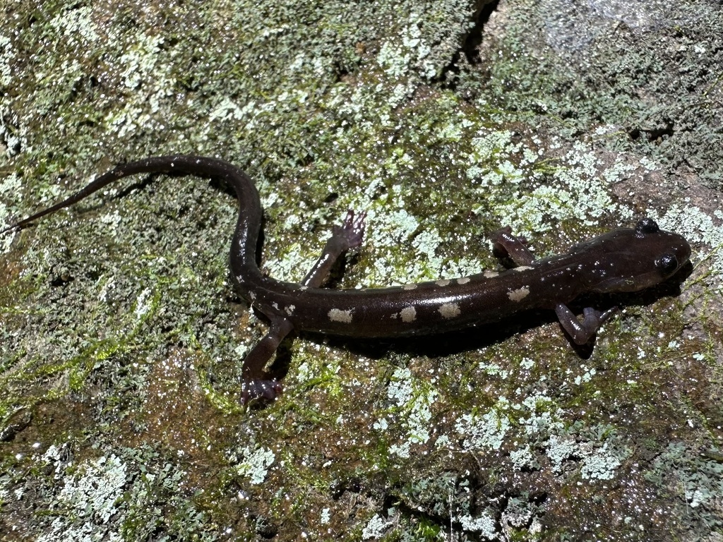 Yellow-spotted Woodland Salamander in October 2023 by Abner B.M ...