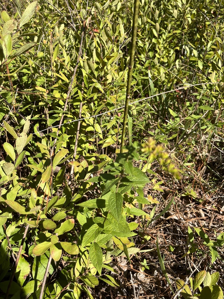 common wrinkle-leaved goldenrod from Courtland, VA, US on October 10 ...