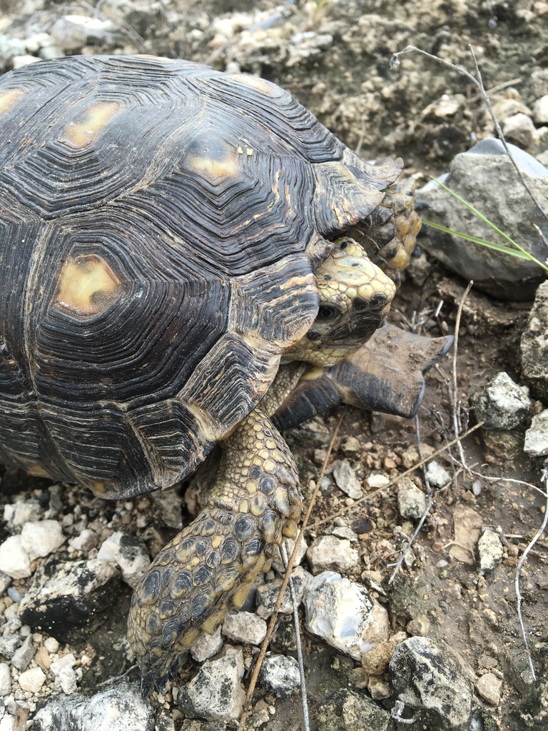 Texas Tortoise in August 2016 by Margaret · iNaturalist