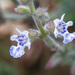 Egyptian Sage - Photo (c) Fero Bednar, all rights reserved, uploaded by Fero Bednar