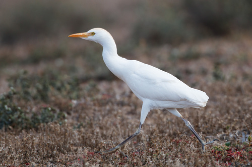 Ardea ibis