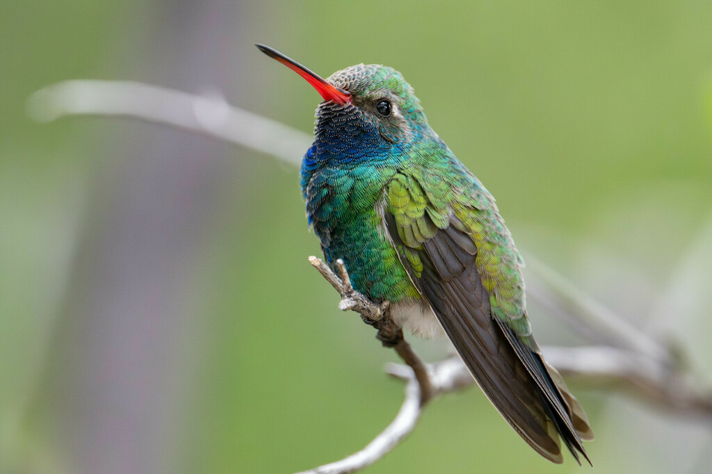 Broad-billed Hummingbird (Cynanthus latirostris)