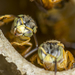 Narrow Stingless Bee - Photo (c) Roberto Santos, all rights reserved, uploaded by Roberto Santos