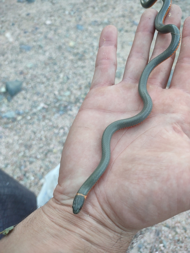 ringnecked snake from Payson, AZ 85541, USA on September 18, 2023 at 0548 PM by CZ · iNaturalist