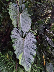 Philodendron verrucosum image