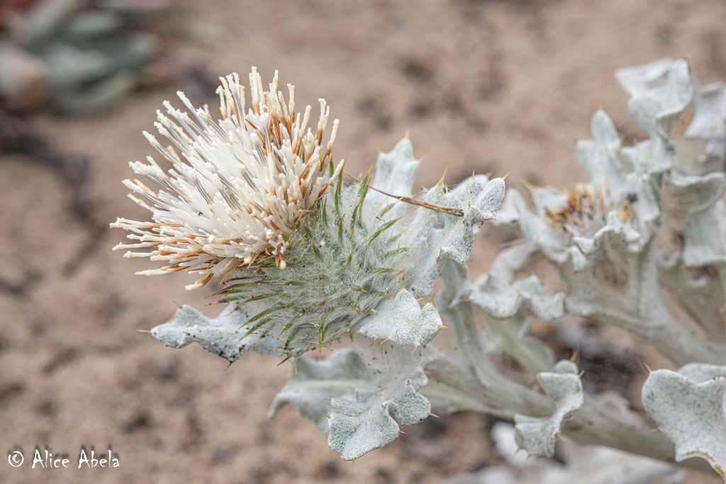 Cirsium rhothophilum