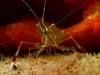 Rock-pool Shrimp - Photo (c) kerryanneborgula, all rights reserved, uploaded by kerryanneborgula